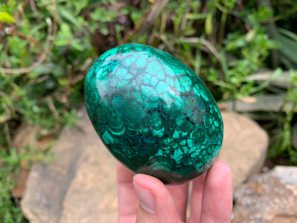 Polished Rare Extra Large Flower Banded Malachite Egg x 1 From Congo