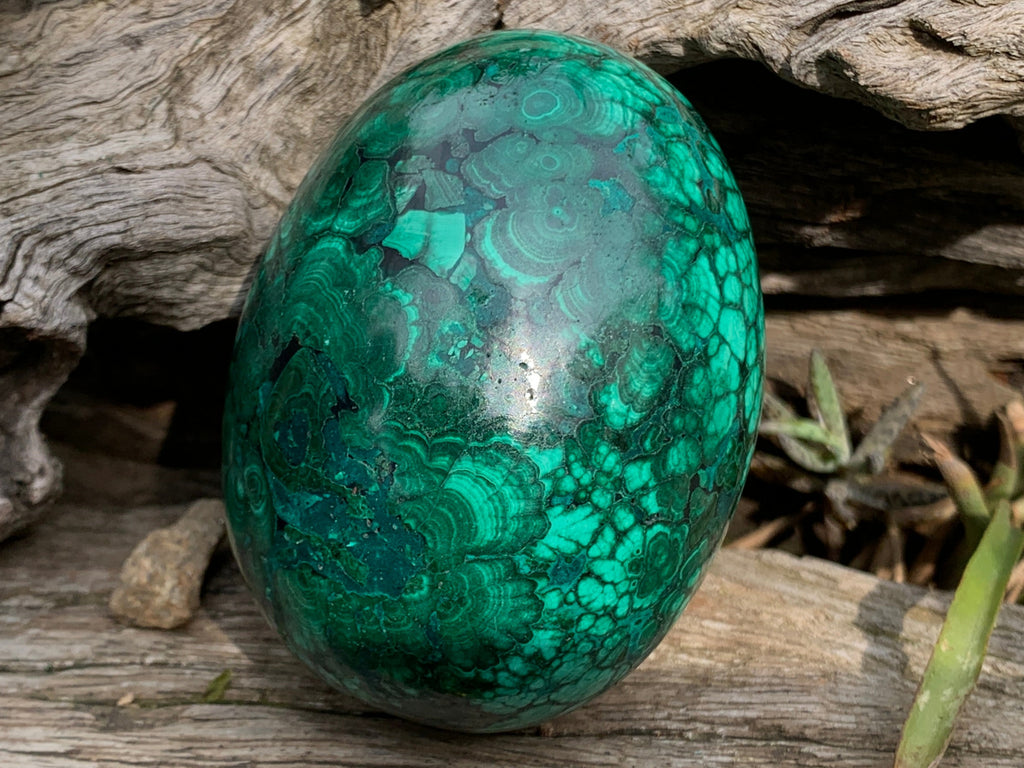 Polished Rare Extra Large Flower Banded Malachite Egg x 1 From Congo