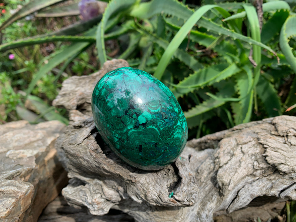 Polished Rare Extra Large Flower Banded Malachite Egg x 1 From Congo