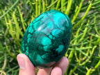 Polished Rare Extra Large Flower Banded Malachite Egg x 1 From Congo