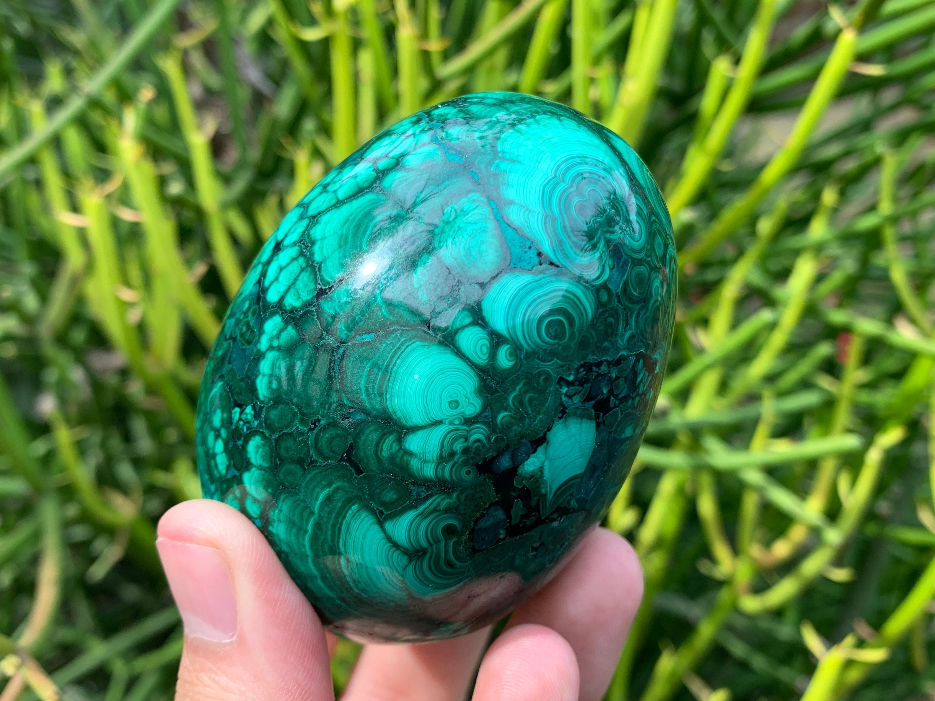 Polished Rare Extra Large Flower Banded Malachite Egg x 1 From Congo