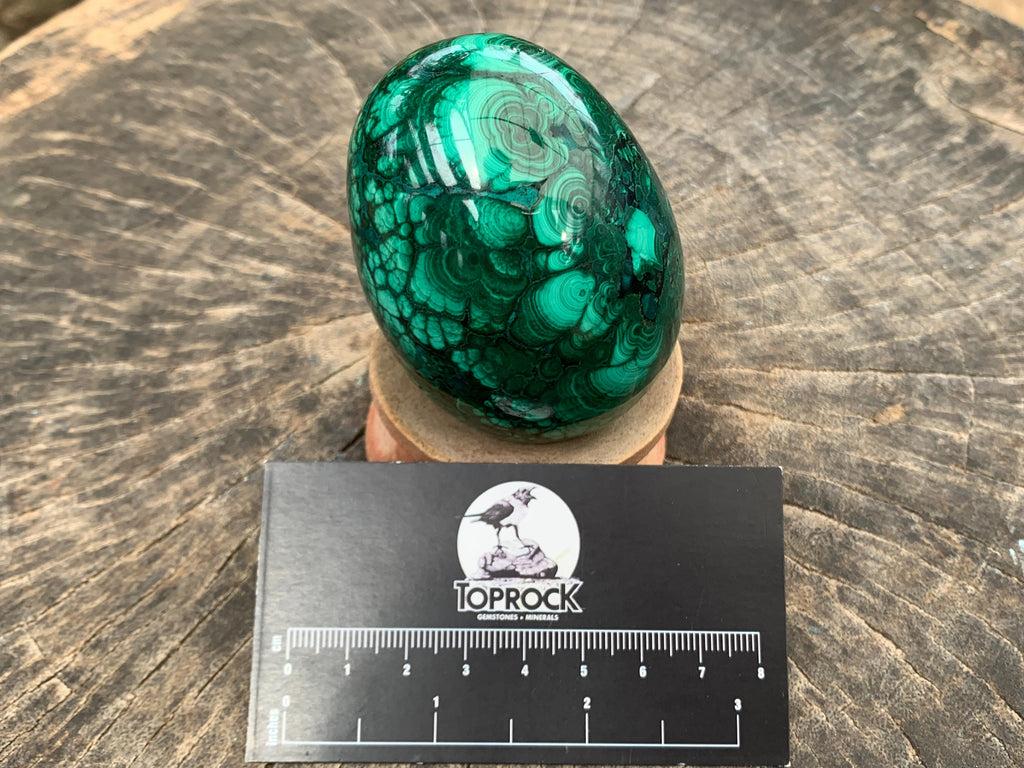 Polished Rare Extra Large Flower Banded Malachite Egg x 1 From Congo