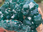 Natural Rare Dioptase Specimen x 1 From Likasi, Congo