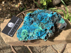 Natural Deep Blue Botryoidal Chrysocolla with Malachite on Copper Dolomite Matrix x 1 From Kulukuluku, Congo