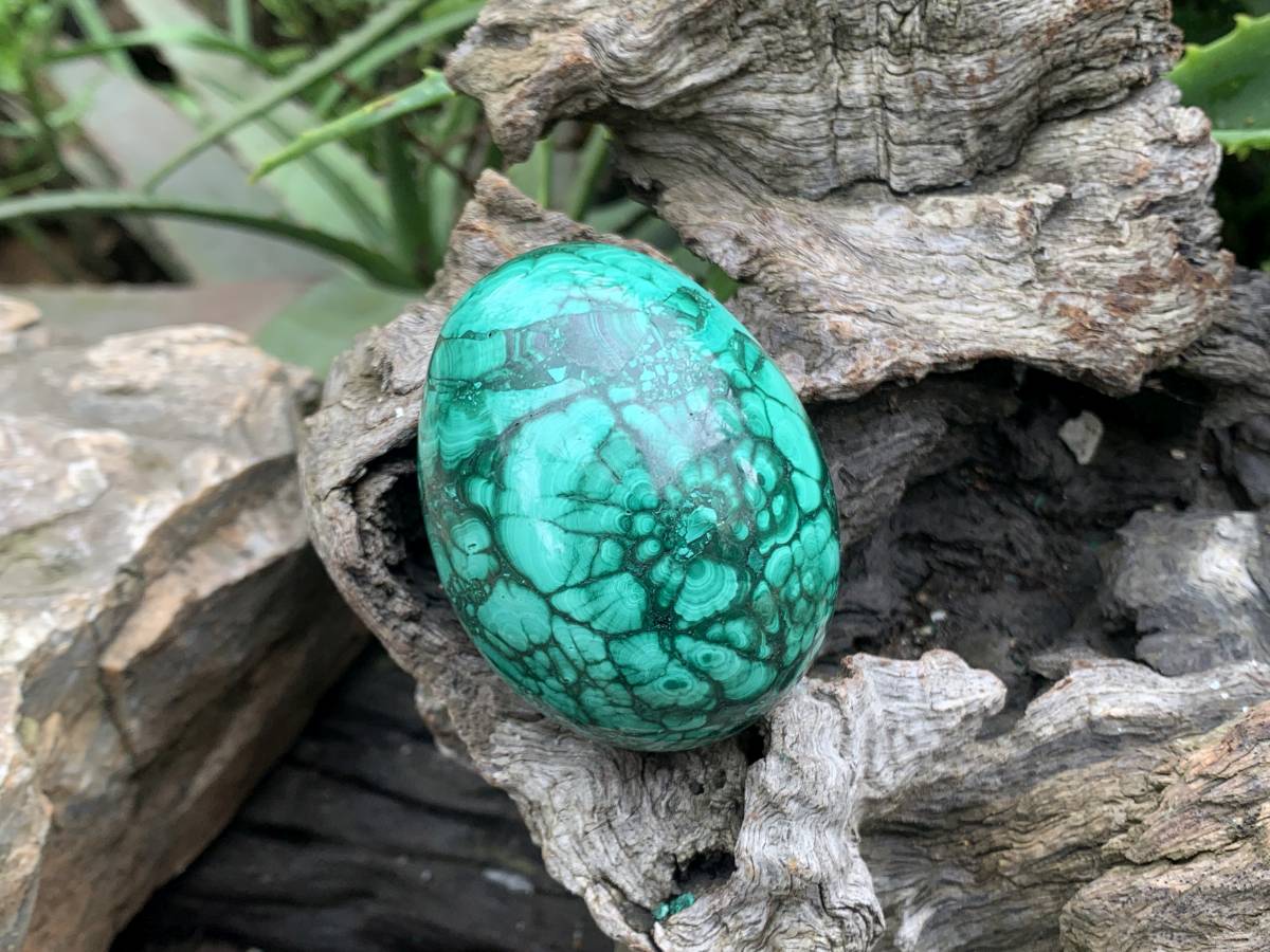 Polished Rare Large Flower Banded Malachite Egg x 1 From Congo