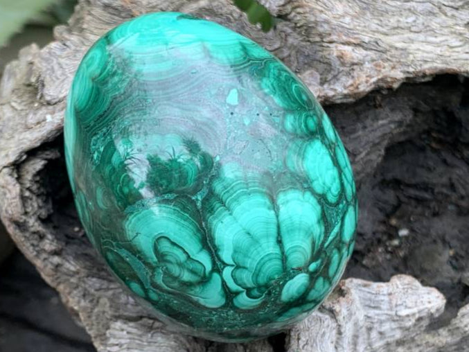 Polished Rare Large Flower Banded Malachite Egg x 1 From Congo