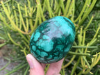 Polished Rare Large Flower Banded Malachite Egg x 1 From Congo