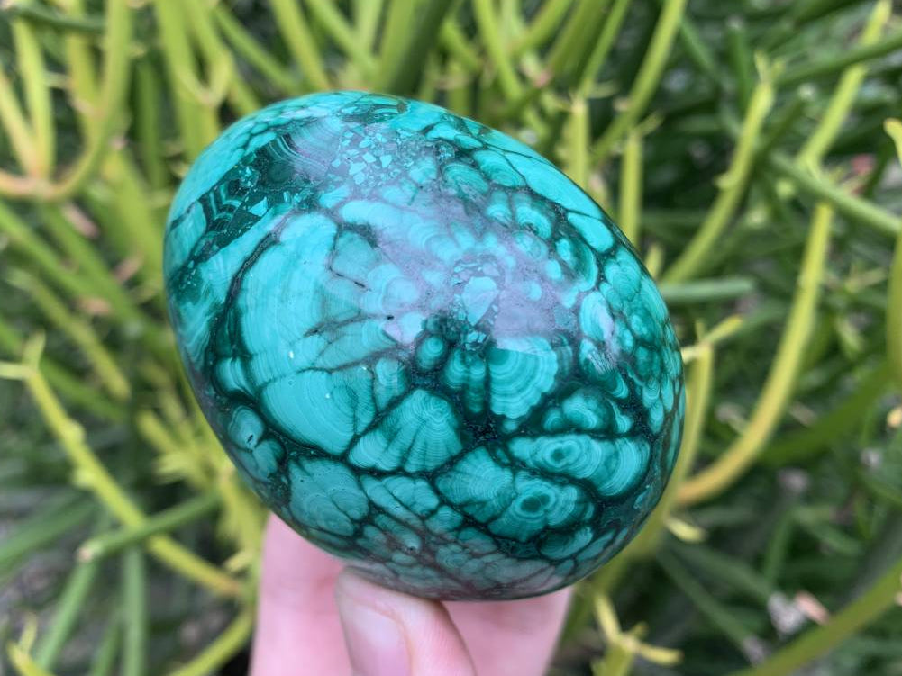 Polished Rare Large Flower Banded Malachite Egg x 1 From Congo