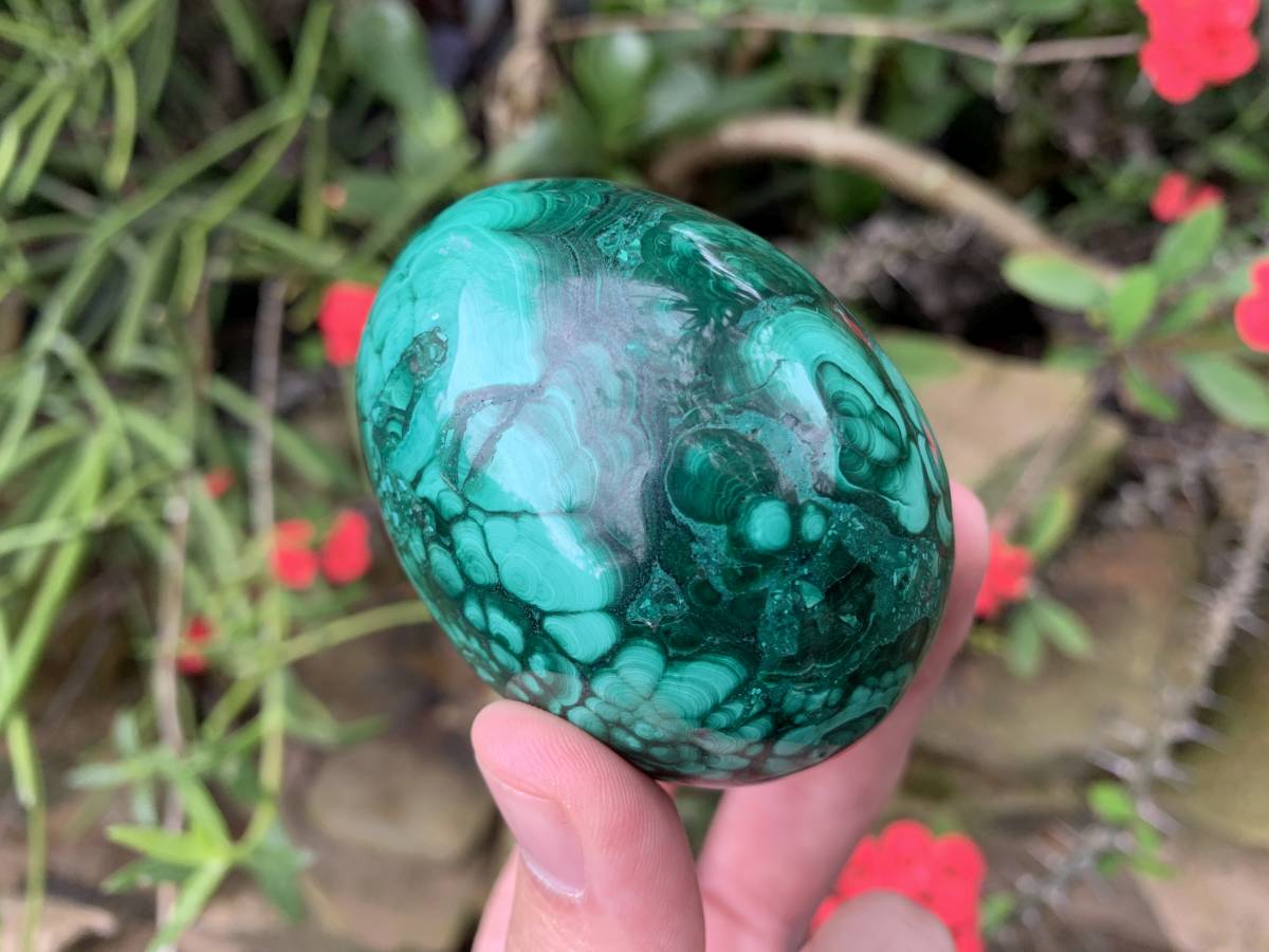 Polished Rare Large Flower Banded Malachite Egg x 1 From Congo