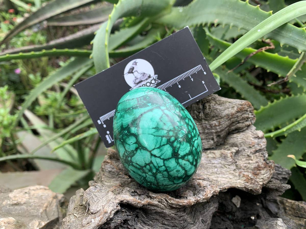 Polished Rare Large Flower Banded Malachite Egg x 1 From Congo