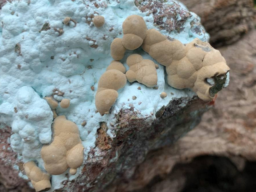Natural Botryoidal Kolwezite Pseudomorph after Malachite on Chrysocolla Coated Cobaltion Calcite x 1 From Congo