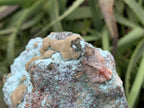 Natural Botryoidal Kolwezite Pseudomorph after Malachite on Chrysocolla Coated Cobaltion Calcite x 1 From Congo