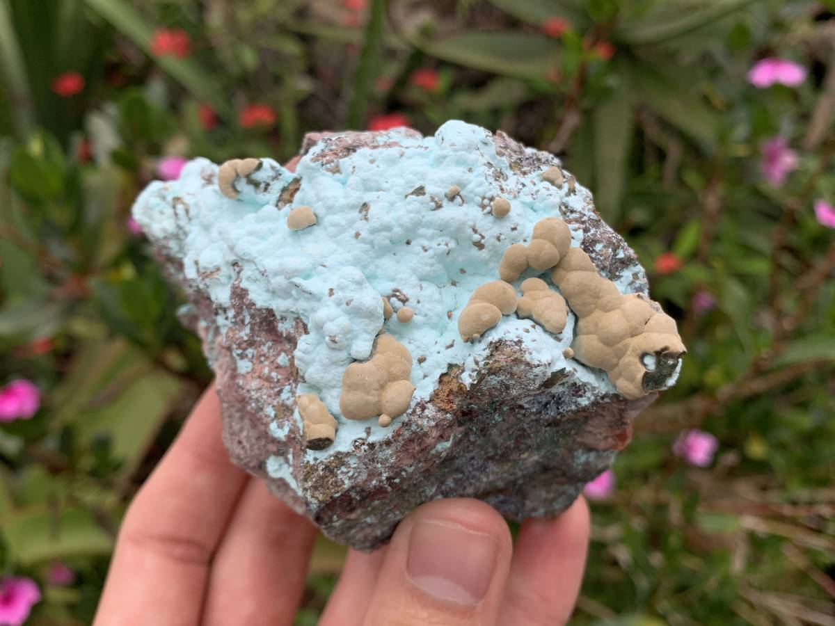 Natural Botryoidal Kolwezite Pseudomorph after Malachite on Chrysocolla Coated Cobaltion Calcite x 1 From Congo
