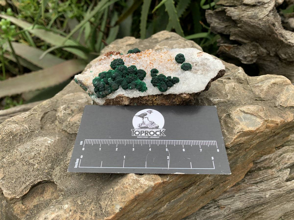 Natural Silky Ball Malachite on Druzy Crystalline Dolomite Matrix Specimen x 1 From Kambove, Congo