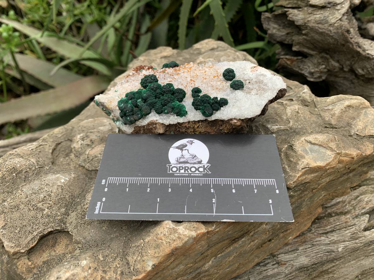 Natural Silky Ball Malachite on Druzy Crystalline Dolomite Matrix Specimen x 1 From Kambove, Congo