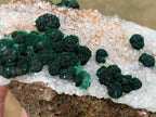 Natural Silky Ball Malachite on Druzy Crystalline Dolomite Matrix Specimen x 1 From Kambove, Congo