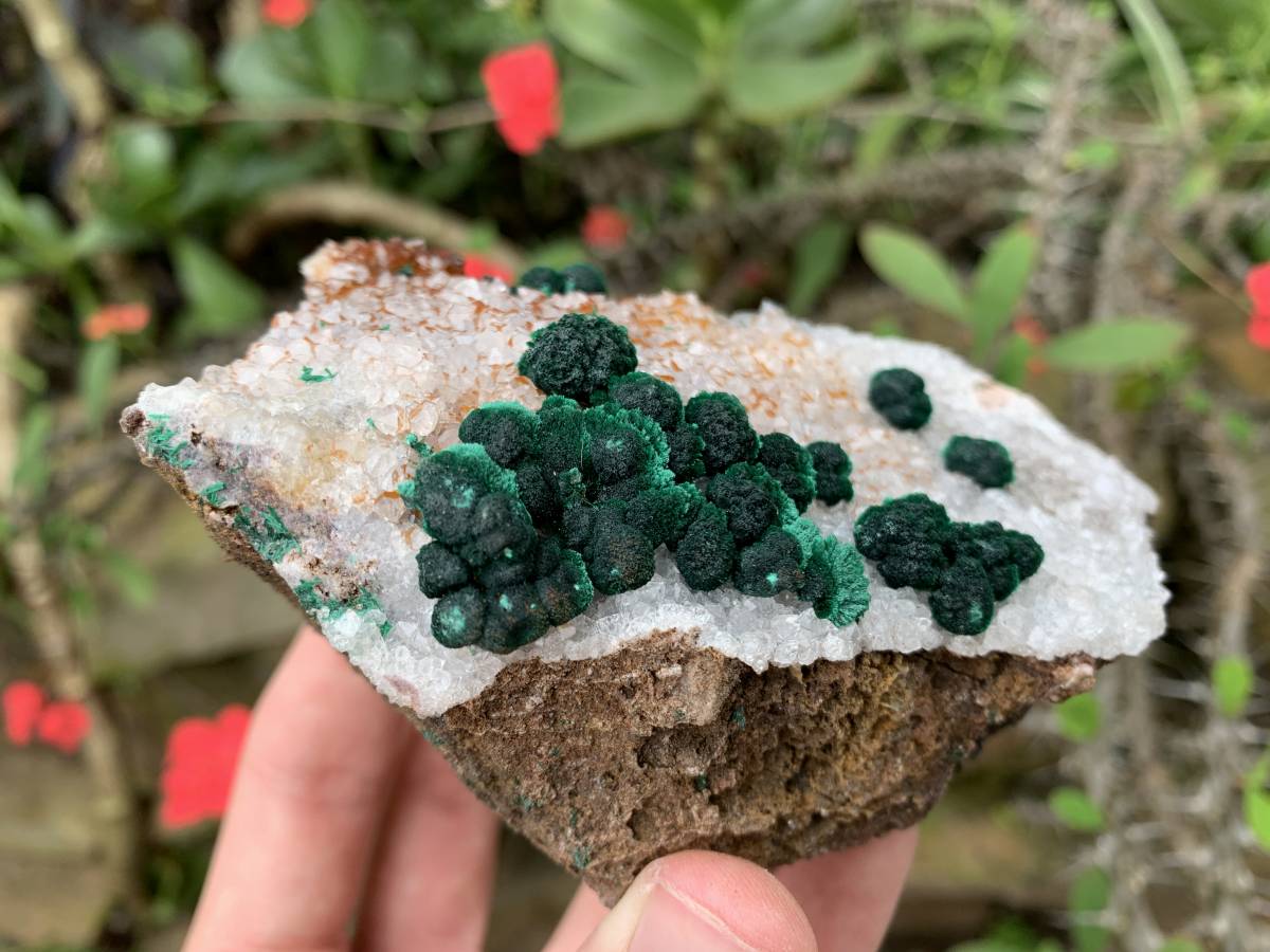 Natural Silky Ball Malachite on Druzy Crystalline Dolomite Matrix Specimen x 1 From Kambove, Congo