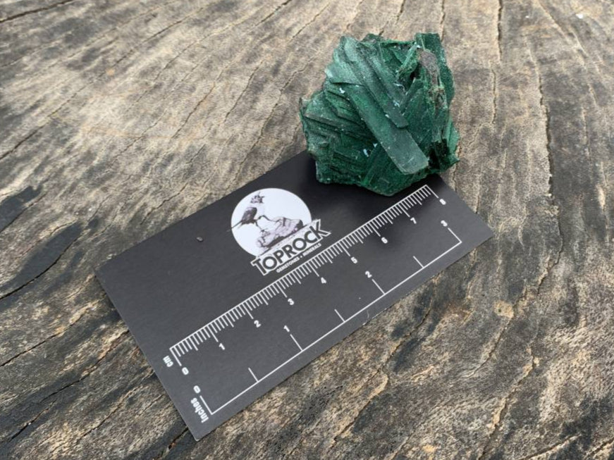 Natural Rare Bladed Malachite after Azurite Pseudomorph Specimen x 1 From Lupoto Mine, Congo