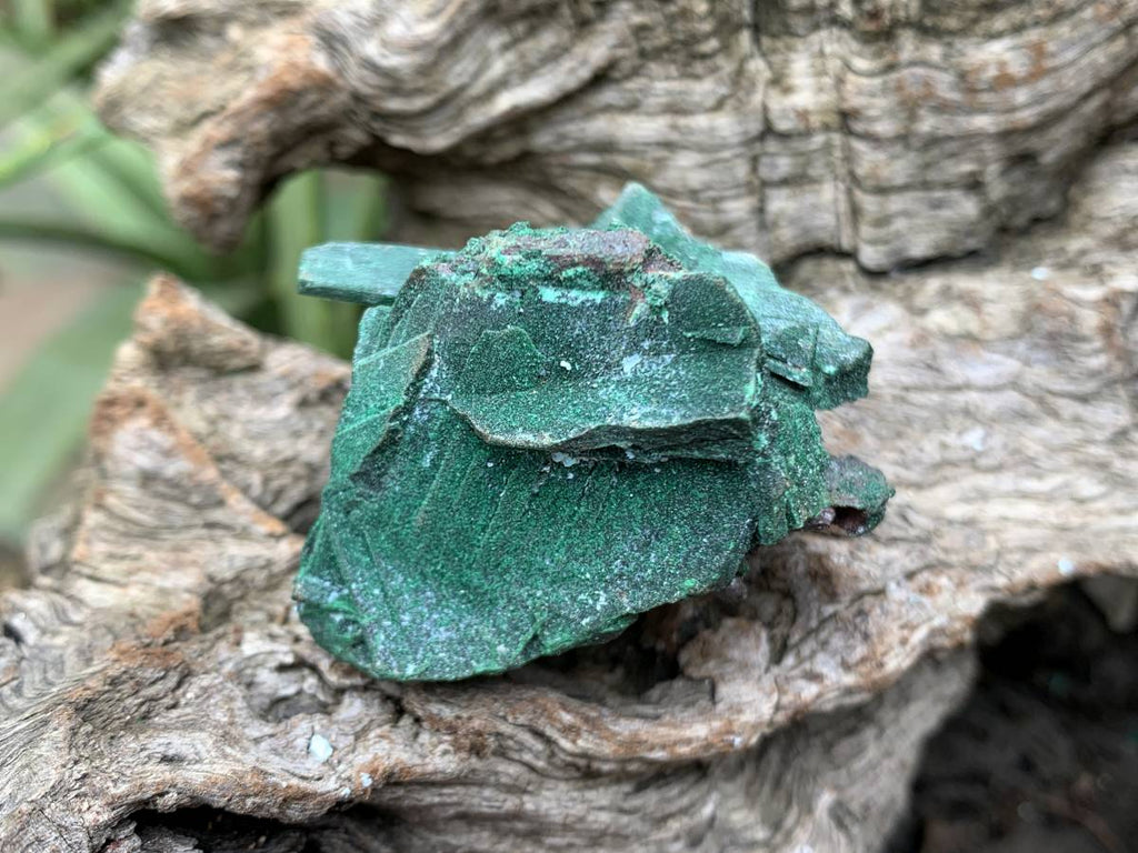 Natural Rare Bladed Malachite after Azurite Pseudomorph Specimen x 1 From Lupoto Mine, Congo