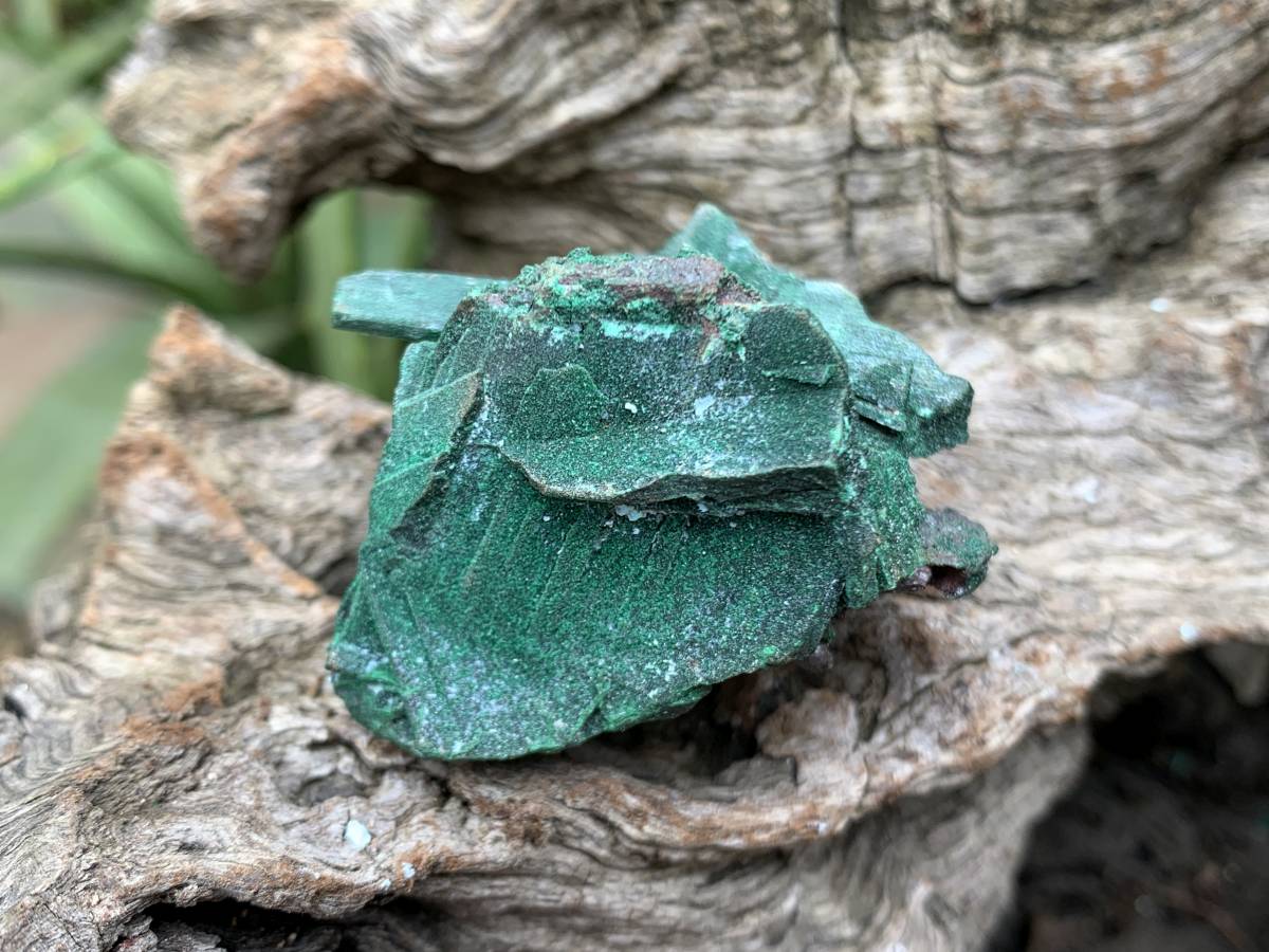 Natural Rare Bladed Malachite after Azurite Pseudomorph Specimen x 1 From Lupoto Mine, Congo