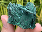Natural Rare Bladed Malachite after Azurite Pseudomorph Specimen x 1 From Lupoto Mine, Congo