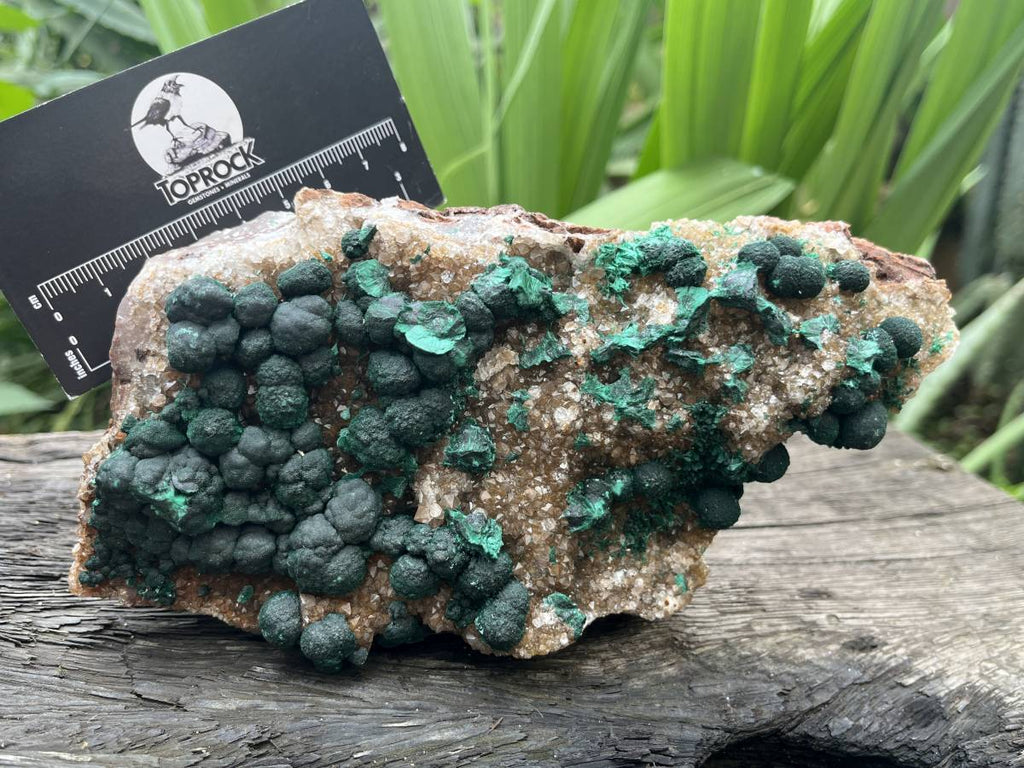 Natural Silky Ball Malachite On Druzy Crystalline Dolomite Matrix Specimen x 1 From Kambove, Congo