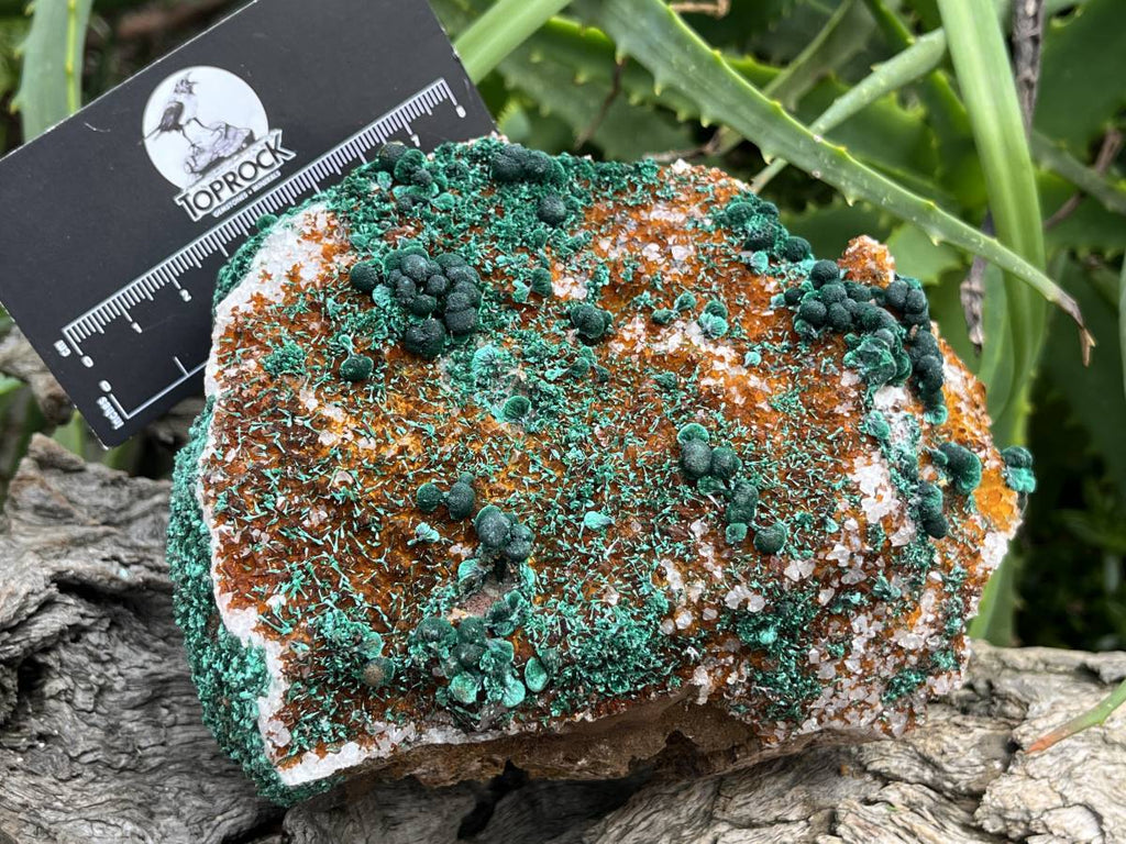 Natural Silky Ball Malachite On Druzy Crystalline Dolomite Matrix Specimen x 1 From Kambove, Congo