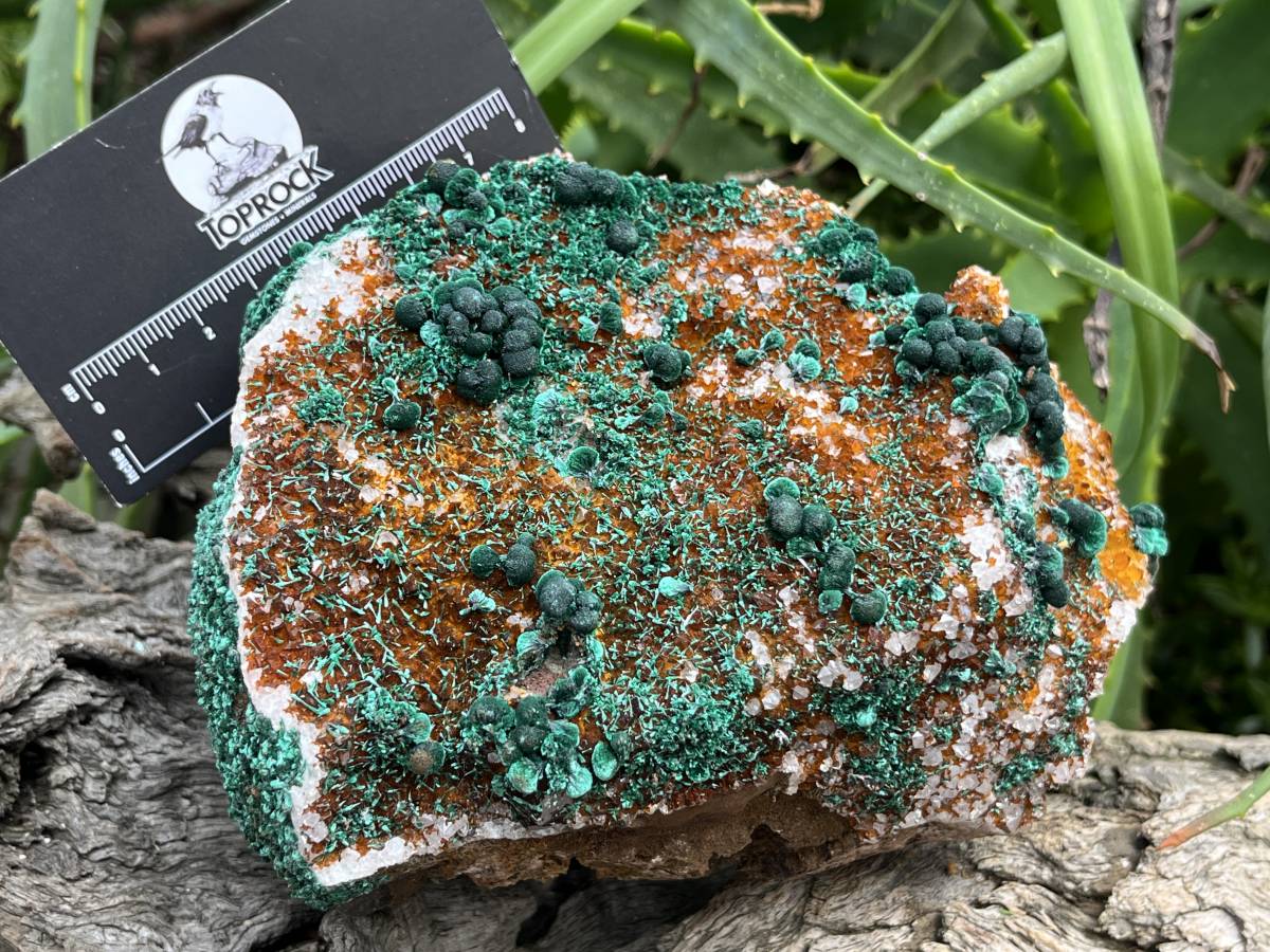 Natural Silky Ball Malachite On Druzy Crystalline Dolomite Matrix Specimen x 1 From Kambove, Congo