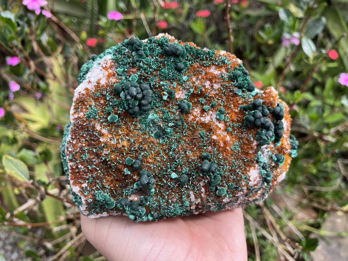 Natural Silky Ball Malachite On Druzy Crystalline Dolomite Matrix Specimen x 1 From Kambove, Congo