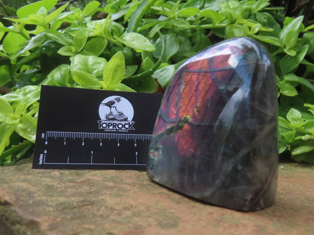 Polished Rare Purple Labradorite Standing Free Form x 1 From Tulear, Madagascar