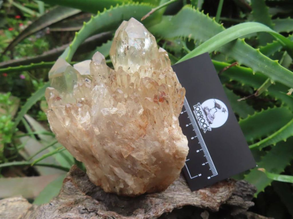 Natural Cascading Fan of Citrine Quartz Cluster x 1 From Luena, Congo