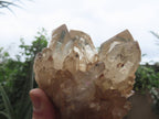 Natural Cascading Fan of Citrine Quartz Cluster x 1 From Luena, Congo