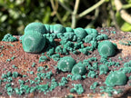 Natural Ball Malachite On Druzy Crystalline Dolomite Matrix Specimen x 1 From Kambove, Congo