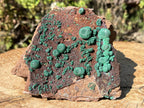 Natural Ball Malachite On Druzy Crystalline Dolomite Matrix Specimen x 1 From Kambove, Congo