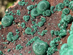 Natural Ball Malachite On Druzy Crystalline Dolomite Matrix Specimen x 1 From Kambove, Congo