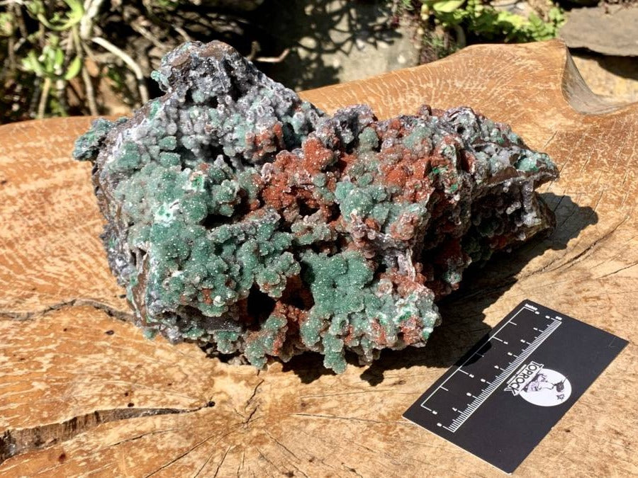 Natural Drusy Coated Ball Malachite on Red Dolomite x 1 From Mindingi Mine, Kambove, Congo
