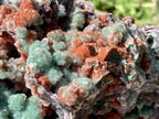 Natural Drusy Coated Ball Malachite on Red Dolomite x 1 From Mindingi Mine, Kambove, Congo