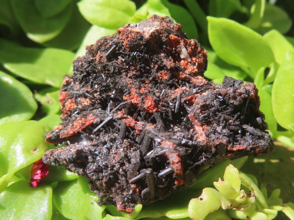 Natural Rare Gaudefroyite and Hausmannite Specimen with Andradite Garnet x 1 From N'Chwaning Mine, Northern Cape, South Africa