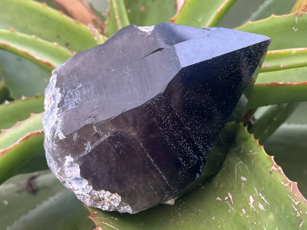 Natural Marion Smokey Quartz Crystal x 1 From Mulanje, Malawi