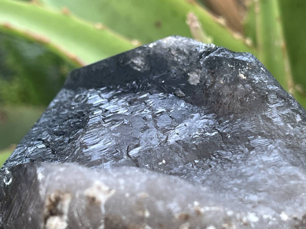 Natural Marion Smokey Quartz Crystal x 1 From Mulanje, Malawi