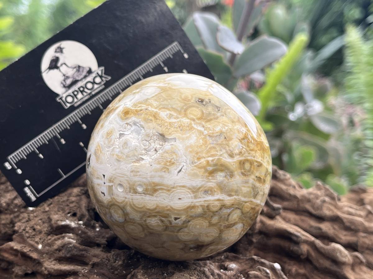 Polished Rare Ocean Jasper Sphere x 1 From Madagascar