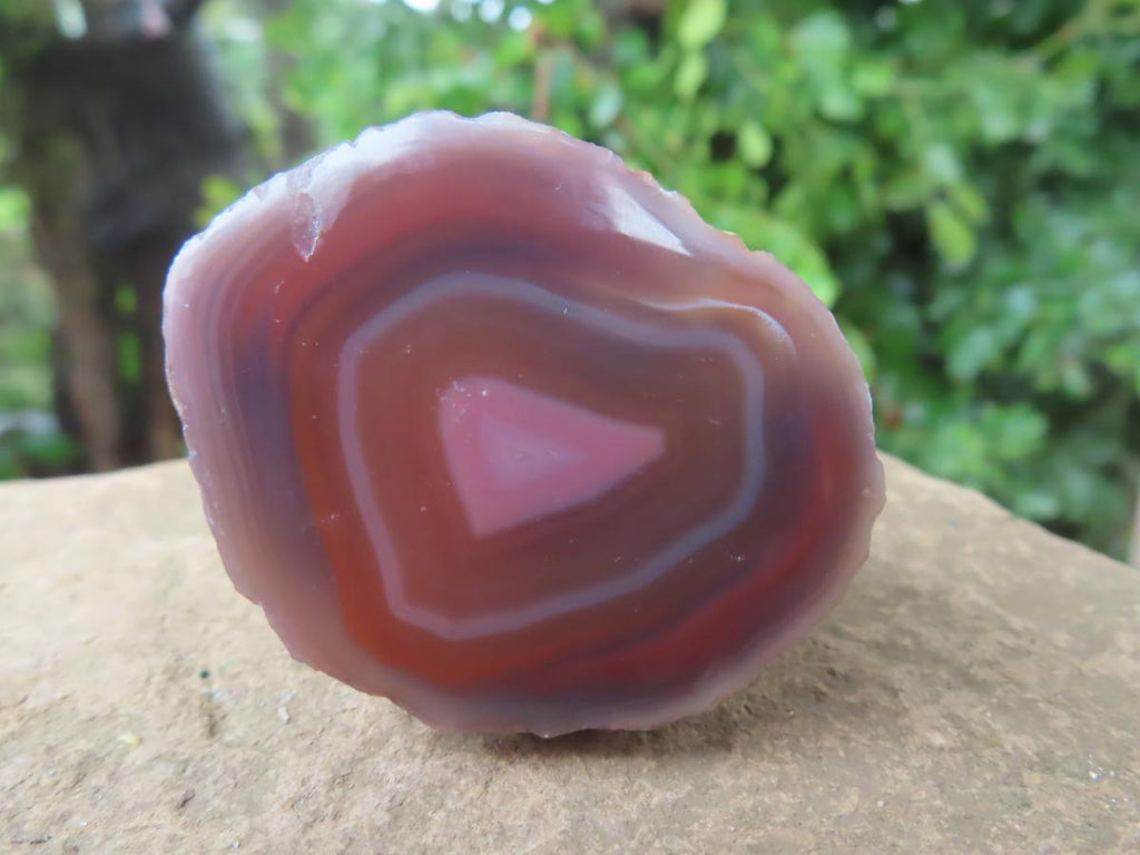 One Side Polished Identical Twin Pair of Red Sashe River Agate Nodules x 1 From Sashe River, Zimbabwe