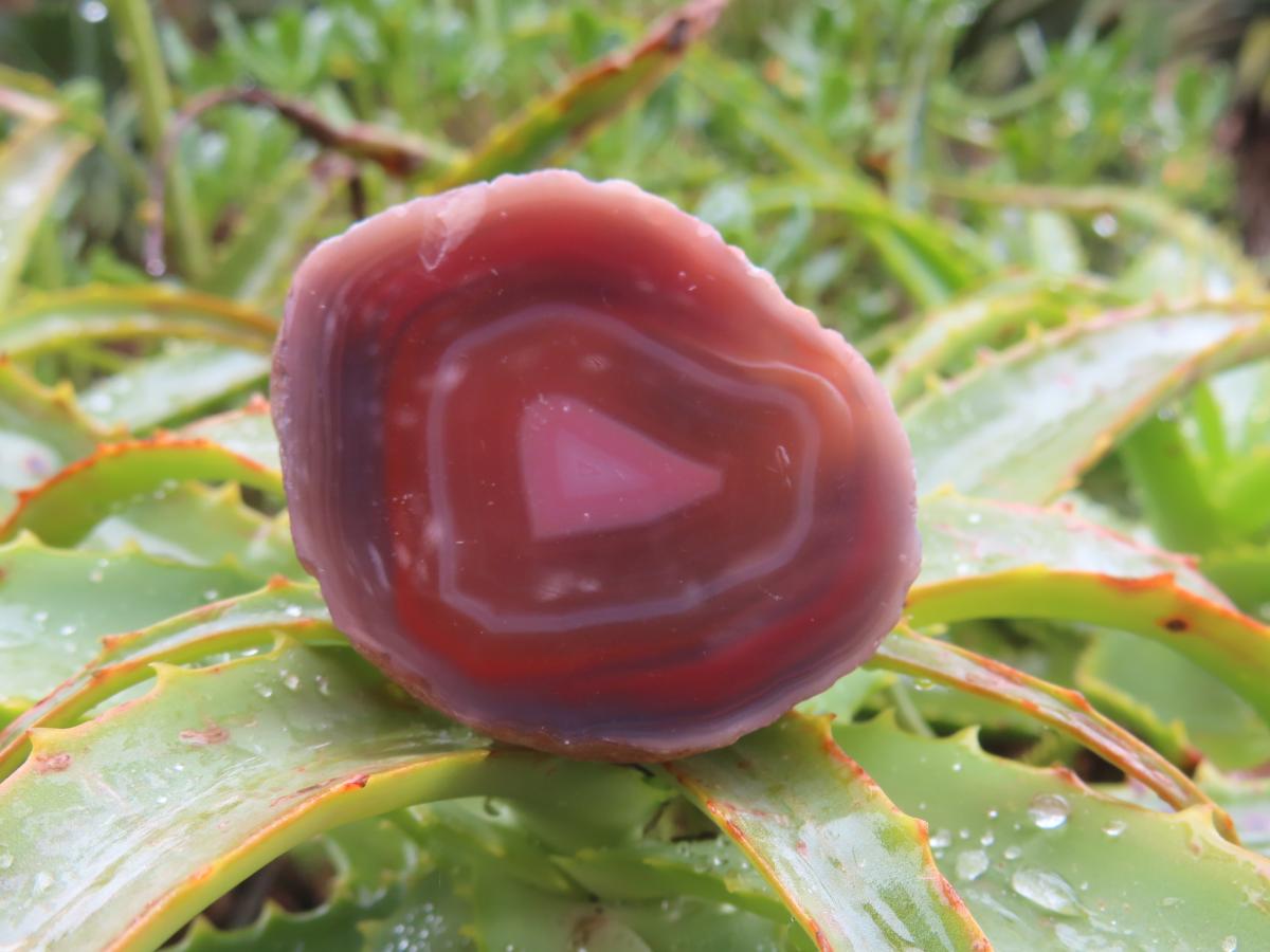 One Side Polished Identical Twin Pair of Red Sashe River Agate Nodules x 1 From Sashe River, Zimbabwe