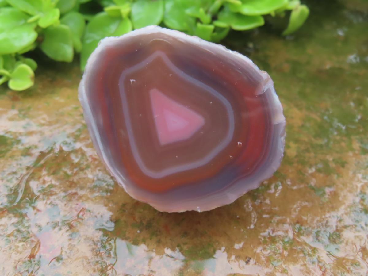 One Side Polished Identical Twin Pair of Red Sashe River Agate Nodules x 1 From Sashe River, Zimbabwe