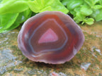 One Side Polished Identical Twin Pair of Red Sashe River Agate Nodules x 1 From Sashe River, Zimbabwe
