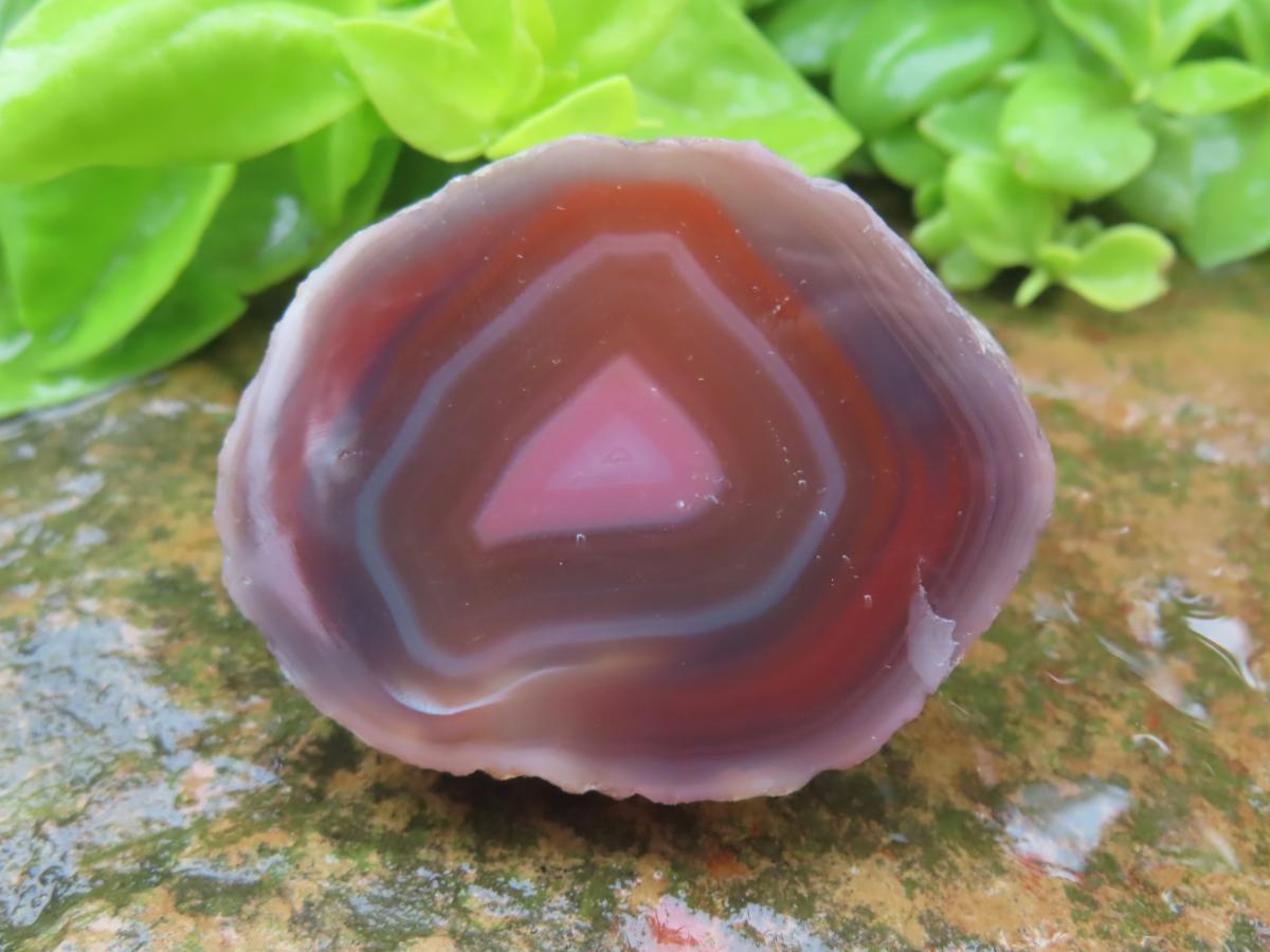 One Side Polished Identical Twin Pair of Red Sashe River Agate Nodules x 1 From Sashe River, Zimbabwe