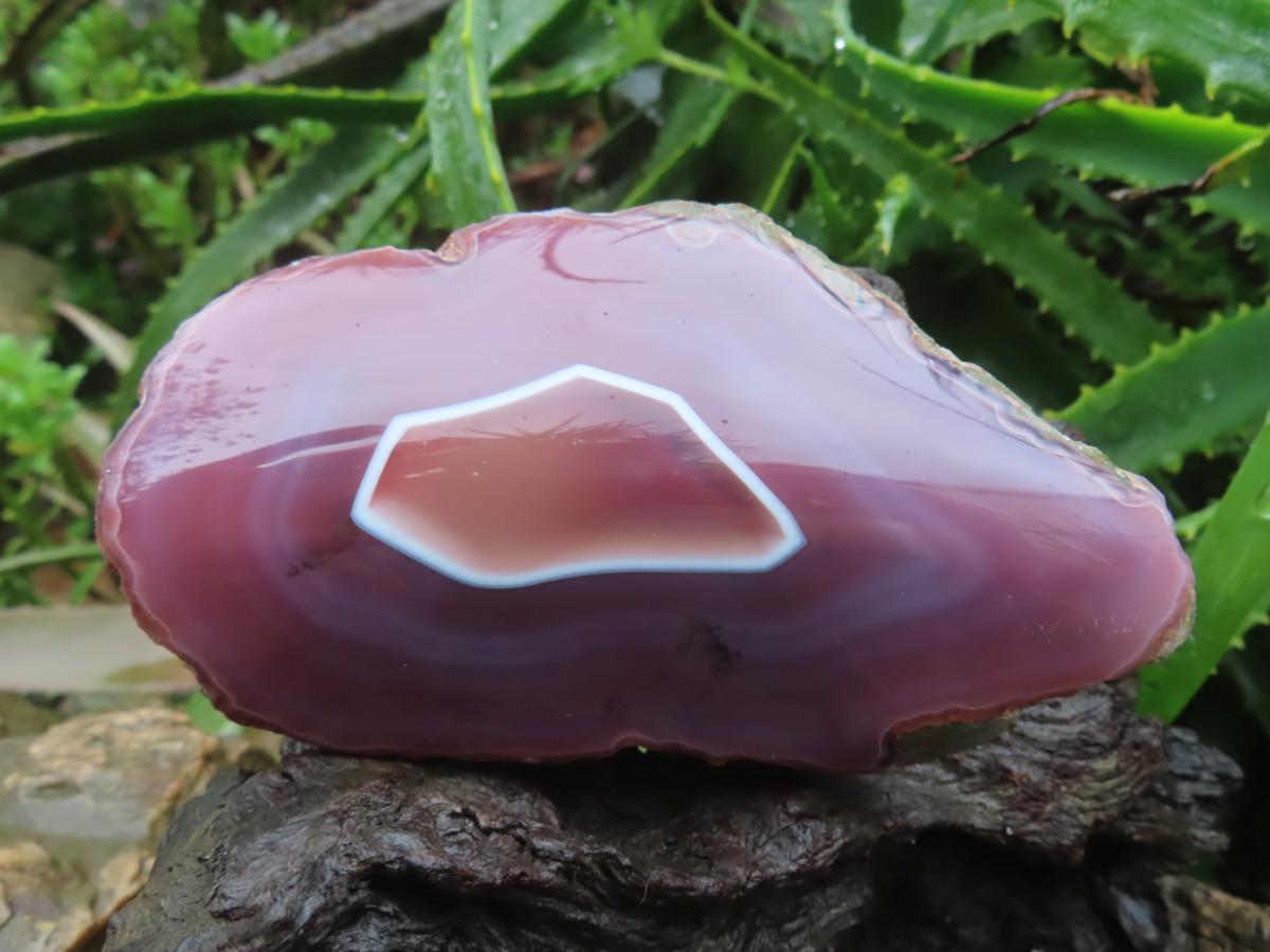 Polished On One Side Large Red Sashe River Agate Nodule x 1 From Shashe River, Zimbabwe