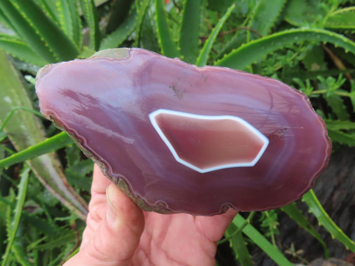 Polished On One Side Large Red Sashe River Agate Nodule x 1 From Shashe River, Zimbabwe