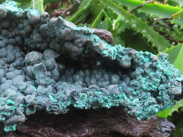 Natural Silky Malachite Specimen with Botryoidal Geode Centre x 1 From Kasompe, Congo