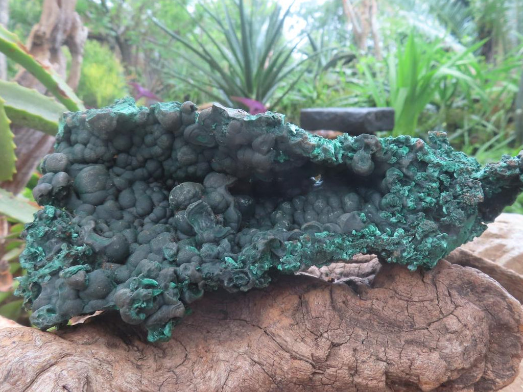 Natural Silky Malachite Specimen with Botryoidal Geode Centre x 1 From Kasompe, Congo